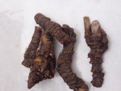 羌活的種植技術(shù)_羌活的生長習(xí)性_羌活的繁殖技術(shù)圖3