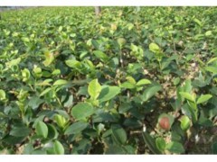 油茶苗多少錢一株？4年的油茶苗多少錢一棵圖1