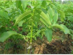 3年核桃苗多少錢一株？薄皮核桃苗多少錢一株？圖1