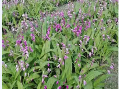 白芨種植條件和方法？白芨種子多少錢一斤？2020年鮮白芨價格圖3