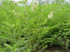 黃芪庭院種植10種常見花卉？種植藥材有哪些品種圖2