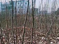 2020年對種什么蘋果的4 點(diǎn)建議,賺錢這4個(gè)品種很有市場圖2