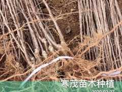弱刺云南花椒苗*價(jià)格多少錢一棵?一畝地需要多少?圖1