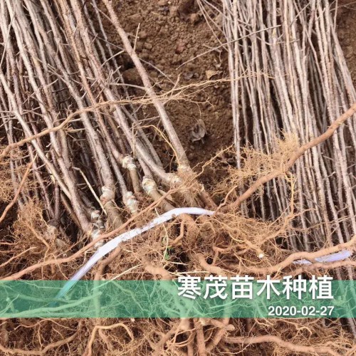 弱刺云南花椒苗*價(jià)格多少錢(qián)一棵?一畝地需要多少?