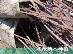 弱刺云南花椒苗*價(jià)格多少錢一棵?一畝地需要多少?圖2