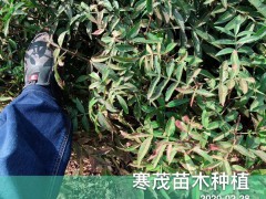 弱刺云南花椒苗*價(jià)格多少錢一棵?一畝地需要多少?圖3