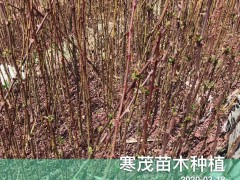 云南貴州四川花椒樹*種植技術(shù),最佳花椒種植季節(jié)？每畝地多少花椒苗適合圖2