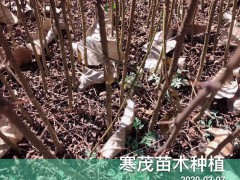 云南貴州四川花椒樹*種植技術(shù),最佳花椒種植季節(jié)？每畝地多少花椒苗適合圖3