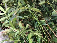 云南干花椒價(jià)格*一般多少錢一斤？種植50畝需要投資多少錢？圖2