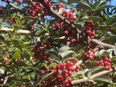 云南干花椒價(jià)格*一般多少錢一斤？種植50畝需要投資多少錢？圖3