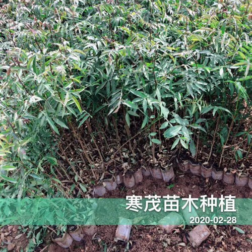 2020貴州云南廣西\青花椒價(jià)格最新行情如何？