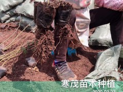 2020貴州云南廣西\青花椒價(jià)格最新行情如何？圖2
