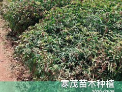 2020貴州云南廣西\青花椒價(jià)格最新行情如何？圖3