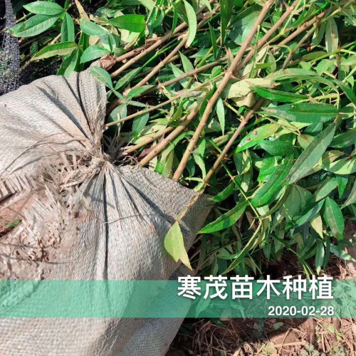 今年年花椒苗*價(jià)格最新行情，花椒苗價(jià)格會(huì)上漲嗎？
