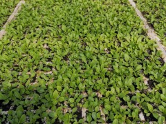 燈盞細辛苗_燈盞花苗冬天怎樣培養(yǎng)燈盞細辛圖3