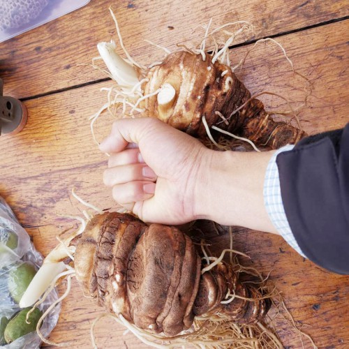 重樓種子*什么時(shí)候播種好？滇重樓種植技術(shù)幾大關(guān)鍵要點(diǎn)收藏好！