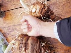 重樓種苗價格*大概多少錢一株？重樓這樣種產(chǎn)量不是問題！圖3