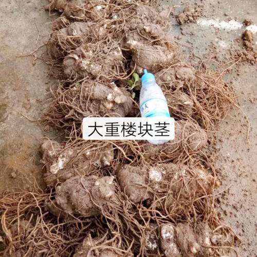 重樓（獨(dú)角蓮）怎么種植？現(xiàn)在種重樓前景怎么樣？