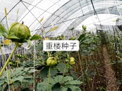 重樓什么時候種植*合適？幾年可以收獲？種植成本如何？圖3