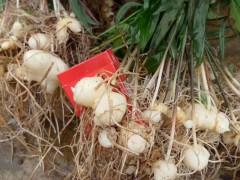 鮮黃精現(xiàn)在多少錢一斤？2020年種植黃精前景圖3