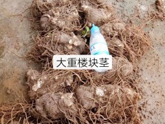 云南大理重樓價(jià)格堅(jiān)挺_大理重樓多少錢(qián)一斤?圖3