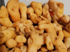 玉米地里可以套種黃精嗎?附近期部分產(chǎn)區(qū)黃精價格!圖2