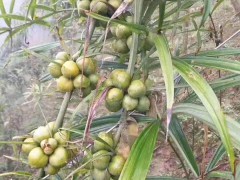五葉滇黃精苗#昆明多花黃精種苗銷(xiāo)售-節(jié)根黃精苗供應(yīng)圖2