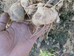 昆明哪里批發(fā)黃精苗？螺螄灣多花黃精苗圖2