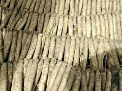 昆明黨參種子價格-1/螺螄灣黨參種子銷售圖3