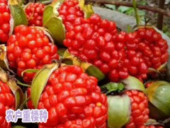 昆明當(dāng)歸苗#多花滇黃精苗批發(fā)，五葉滇黃精種苗供應(yīng)圖3