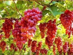 成美葡萄多少一斤|昭通葡萄多少錢(qián)一斤圖2