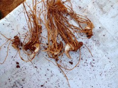 保持重樓種植土壤水分在30-40%范圍內(nèi)*重樓苗培育基地圖片圖1