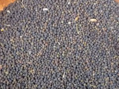 魔芋用什么肥?種芋消費方法圖2