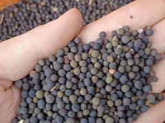 魔芋用什么肥?種芋消費方法圖3