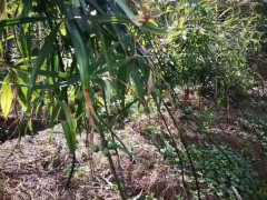 黃精種子|黃精沙藏處理方法與技術(shù)要點圖2
