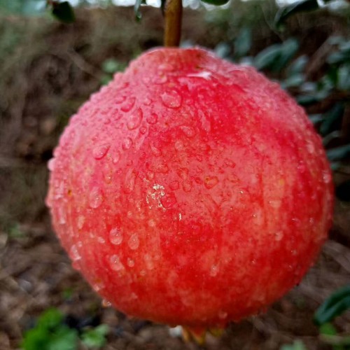 種植基地紅(無(wú)籽)*石榴什么時(shí)候上市?