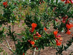 種植基地紅(無籽)*石榴什么時候上市?圖3