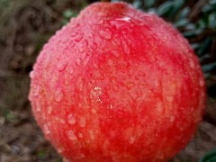 軟籽石榴的幼樹修剪技術(shù)%云南軟籽石榴樹應該如何修剪圖3