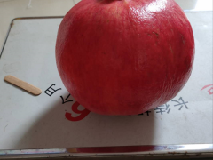 軟籽、黑子石榴樹苗的種植方法是什么？價格是多少錢一棵？圖1