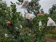 軟籽、黑子石榴樹苗的種植方法是什么？價格是多少錢一棵？圖2