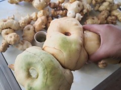 哪里有賣河北黃精種苗 河北黃精苗一棵多少錢圖1