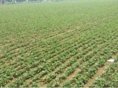 哪里有賣赤芍種苗 赤芍種苗一棵多少錢(qián)圖3