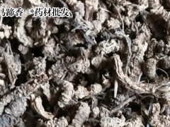 哪里有賣(mài)馬蹄香苗 馬蹄香苗一棵多少錢(qián)圖2