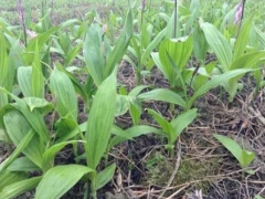 哪里有賣(mài)紫花白芨苗 紫花白芨苗一棵多少錢(qián)圖2