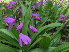 哪里有賣(mài)紫花白芨苗 紫花白芨苗一棵多少錢(qián)圖3