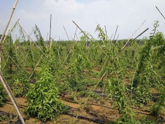 大田種植的百部