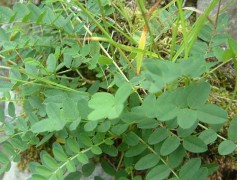 哪里有賣黃芪種子 黃芪種子一斤多少錢圖3