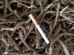 哪里有賣續(xù)斷 續(xù)斷一斤多少錢 附各地續(xù)斷新價格表圖2
