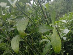 2020年南板南根多少錢一斤？南板南根種植前景圖1