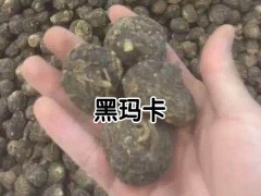 2020年黑瑪咖多少錢一斤？黑瑪咖種植前景圖2